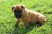 Boxer – 981