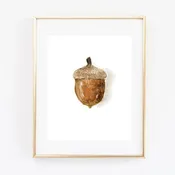 Acorn Art Print