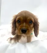 Cavalier King Charles (M) 14737