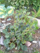 'Dale's Strain' Coral Bells