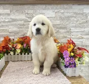 Golden Retriever – 4298