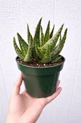Aloe ‘Krakatoa’ Succulent Plant | Colorful Drought-Tolerant Aloe, Easy Care | Hand Picked Nursery