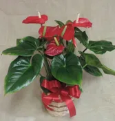 ANTHURIUM PLANT