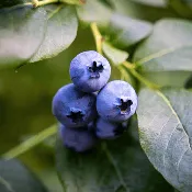 Bluejay Blueberry Plant (3-Year-Old Bare Root) | Firm, Flavorful Mid-Season Variety | Zones 4–7 | Hand Picked Nursery