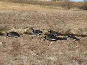 Fully Flocked Canada Goose Silhouettes, 12 Pack