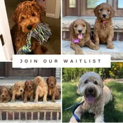 Goldendoodle Puppy Waitlist