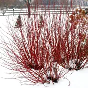 'Arctic Fire' Red-twig Dogwood