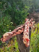 Lamb Pizzle Braided 6" and up  (5 per bag)