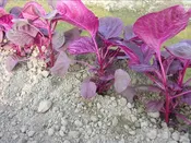 Amaranth: AH96-74