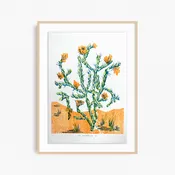 Cholla (green edition) — Lilco Studio