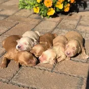 Millie & Finn’s Goldendoodle Litter