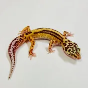 Bold Bell Leopard Gecko Female 2025-049
