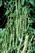 Asparagus Bean: WHITE SILK
