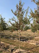 Acer ginnala ‘Flame’ – Flame Maple