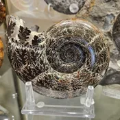 Ammonite