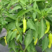 Banana Peppers - Way Farms — Chillicothe Farmers Market