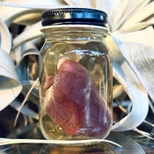 Mink Heart Wet Specimen — Rest in Pieces