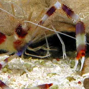 Coral Banded Shrimp