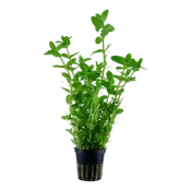 Bacopa caroliniana - Tropica