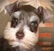 Mini Schnauzer (M) 24848