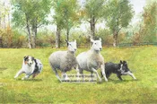Border Collies Herding Sheep