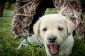 Male Puppy Payment (After Deposit) — Bald Mountain Labradors