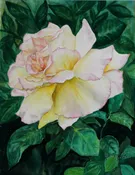Peace Rose #3