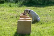 Advanced Nose Games – Level 2