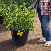 Dwarf Meyer Lemon Tree For Sale–Southern Cali Delivery- 15, 24 Gallon- Dwarf or Semi Dwarf