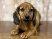 Dachshund – 4399