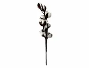 Cotton Stem
