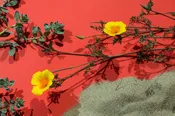 Amanda Rowan / Fine Art / Photography / Dramatic Landscape / Beach Flowers
