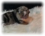 Puppy  Deposits