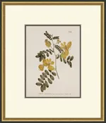 Curtis Botanical 5