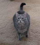 Gelato - Sponsorship — GEM CITY KITTIES