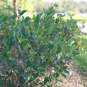 Low Scape Snowfire® Chokeberry (Aronia melanocarpa ‘SMNAMPEM’ USPP 34,116)
