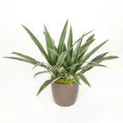 08in Dracaena Warneckii C/B 2′