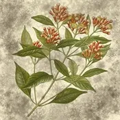 Clove