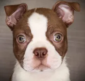Boston Terrier (M) 24832