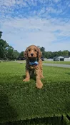 Chase – Standard Goldendoodle – Male