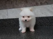 Pomeranian – 985