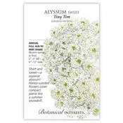Alyssum 'Tiny Tim'