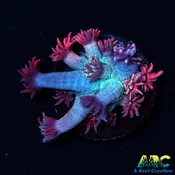 ARC Blackberry Goni