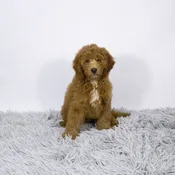 Mini Goldendoodle 2nd Gen