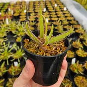 Drosera adelae