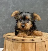 Armani-Yorkie Male — Quality Puppies USA