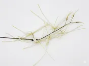 45" Light Green & White Spider Orchid