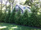 Arborvitae, Green Giant