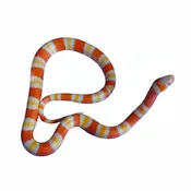 Albino Tangerine Honduran Milksnakes