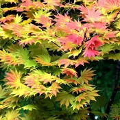 Acer shirasawanum 'Autumn Moon'  - Autumn Moon Japanese Maple
